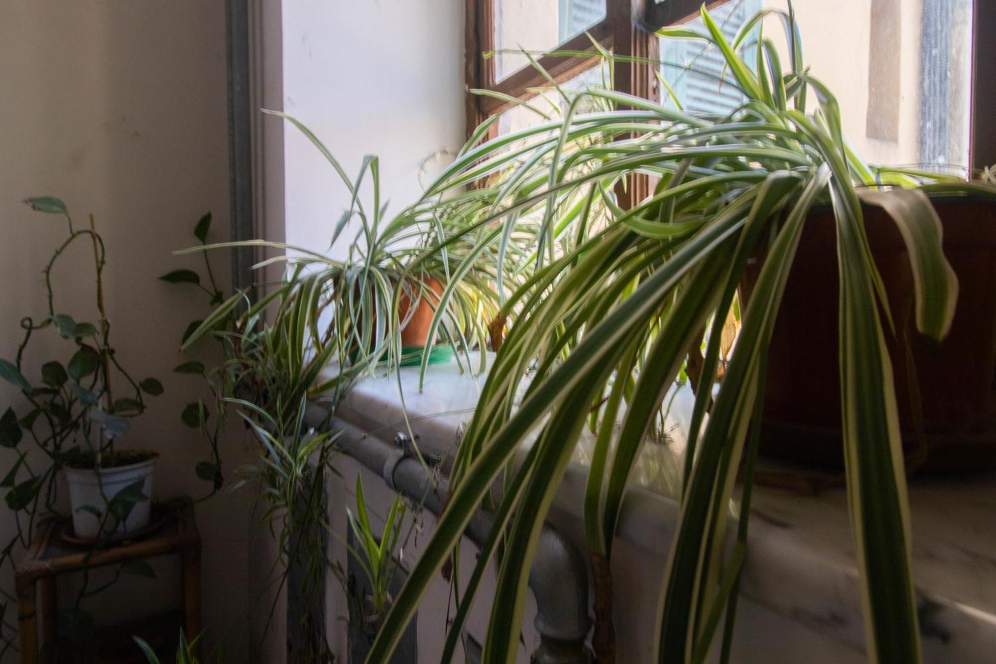 Porta Pia - Cozy Flat Apartment
